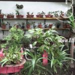 El MEFCCA realiza la apertura del primer orquideario en Boaco nicaragua