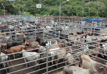 Ganaderos ven con » buenos ojos» la reactivación de la subasta ganadera «La Chontaleña» nicaragua