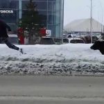 Osa furiosa persigue a un hombre a plena luz del día y termina atropellada (VIDEO) rusia