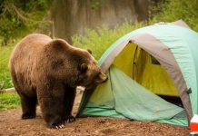 Oso que atacó a un hombre en E.E.U.U. pagará con su vida estados unidos