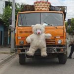 Conozcan el oso de Estelí que una vez fue rechazado y ahora vive amado nicaragua