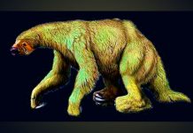 Descubren la causa de la extinción de los perezosos gigantes descubren