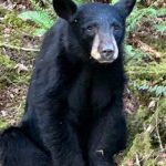 Sacrifican a oso negro por ser comelón y amigable con los humanos estados unidos