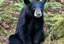 Sacrifican a oso negro por ser comelón y amigable con los humanos estados unidos