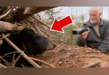 Investigador graba escena de mama oso junto a sus recién nacidos investigador