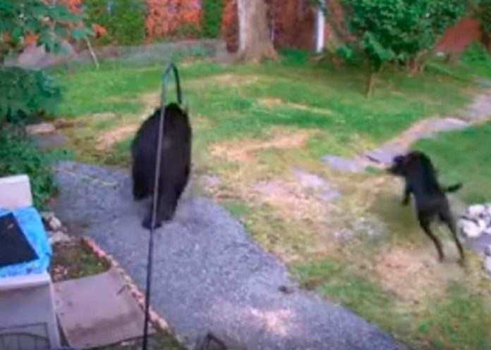 oso_QQ1RcBE perro guardian