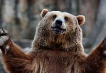 Apedrean a un oso y cae de un precipicio en la India (VIDEO) apedrean