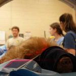 Misteriosa enfermedad ataca a los osos en EE.UU., y actúan como perros estados unidos