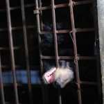 Rescatan a dos osos en una ‘granja de bilis’ en Vietnam vietnam