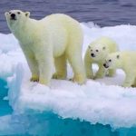 Los osos polares podrían desaparecer antes de 2100 artico