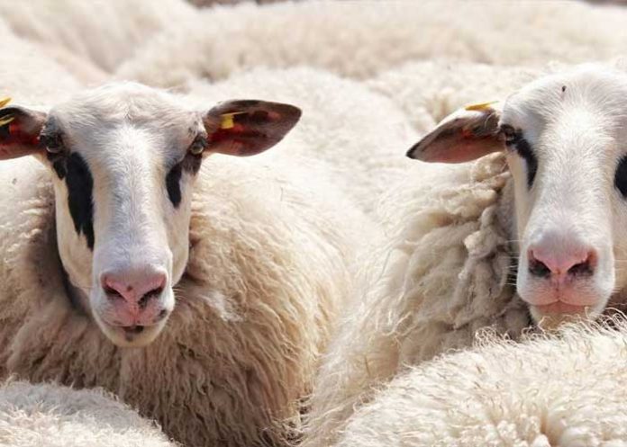 ovejas-portada francia