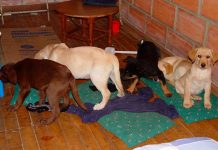 veterinario