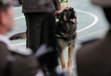 Ecuador: Perros policiales jubilados tendrán nuevos dueños ecuador