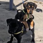 Perritos abandonados son contratados como vigilantes por una agencia de autos mexico