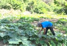 Programa Patio Saludable llega a familia campesina del casco rural de Granada nicaragua