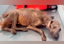 Mujer argentina rescata a un perro callejero, mira cómo luce ahora mujer argentina