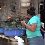 Patios Saludables continúa transformando la vida de las familias nicaragua