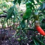 Más Patios Saludables aportando a la economía de las familias nicaragua