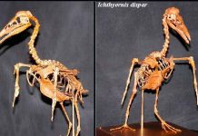 Antiguo pájaro arroja luz a la evolución de las aves aves