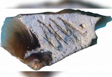 Piedra grabada en el Paleolítico prueba la cognición de neandertales piedra grabada
