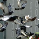 Condenan a dos hombres por hacer trampa en una carrera de palomas china