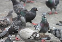 Palomas hambrientas por cuarentena atacan a mujer en España (VIDEO) espana