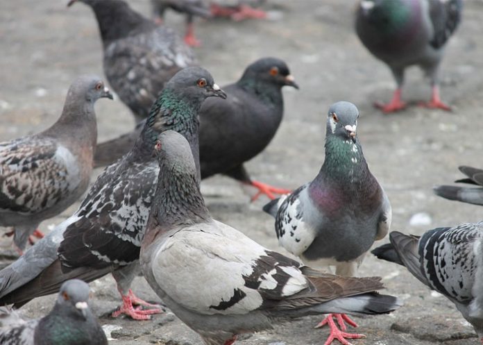 palomas-espana espana