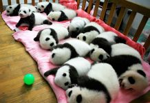 ¿Habrá un animal que no necesite dormir? habra