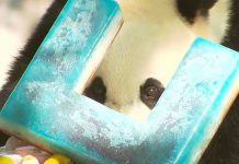 Panda gigante Bei Bei celebra su cumpleaños número 4 (videos)