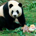 Fallece Xin Xing, la panda gigante en cautividad más longeva del mundo China