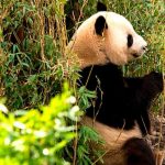 Captan imágenes del único panda gigante albino en China china