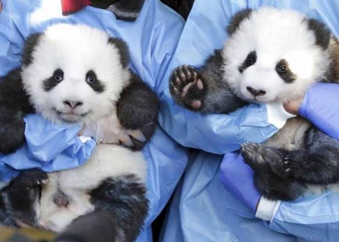alemania