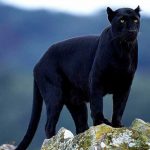 Tailandia: Detienen a reconocido empresario por cazar una pantera negra