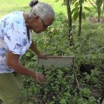 Nandaimeña con diversos cultivos gracias al apoyo del MEFCCA nicaragua
