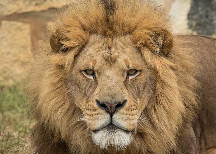 pareja-leon sudafrica