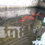 MEFCCA impulsa emprendimiento cultivo de peces «Aqua Espinoza» nicaragua