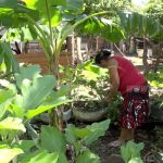 Patios Saludables, empoderando a las mujeres de Nicaragua nicaragua