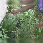 Patio Saludable, un programa que garantiza la sostenibilidad de las familias nicaragua