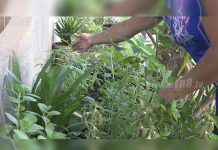 Patio Saludable, un programa que garantiza la sostenibilidad de las familias nicaragua