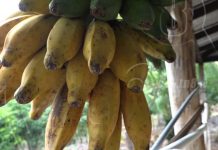 Familia de Boaco con grandes beneficios gracias a Patio Saludable nicaragua