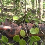 Mujeres en Boaco continúan fortaleciendo economía con patios saludables nicaragua