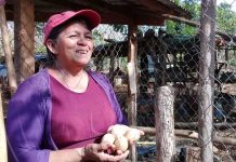 Patios saludables mejorando la seguridad alimentaria nicaragua