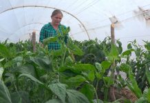 «Patio Saludable», nueva alternativa para erradicar la pobreza nicaragua
