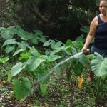 Buena alimentación se garantiza con Patio Saludable en Ometepe nicaragua
