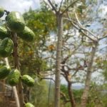 Variedad de plantas posee Doña Daniana en su Patio Saludable, en Boaco nicaragua