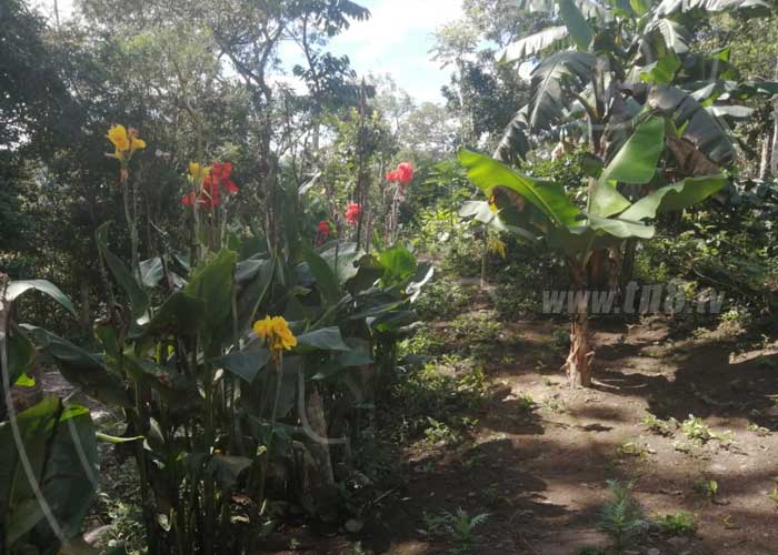 patio-saludable-boaco-3_SfT1G7p nicaragua