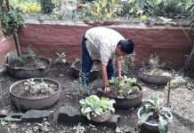 Familia de Nejapa asegura ingresos con Patio Saludable nicaragua