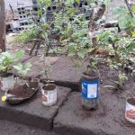 MEFCCA fortalece agricultura familiar con Patios Saludables nicaragua