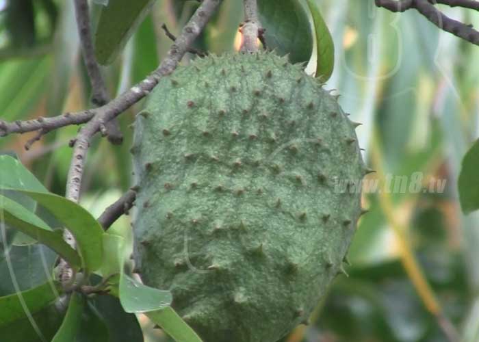 patio-saludable-san-juan-3 nicaragua