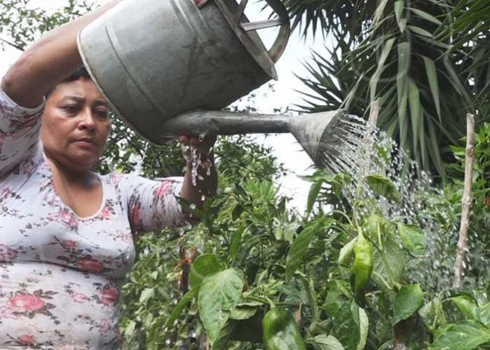 patio-saludable-somot-2 nicaragua